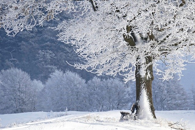 obraz przedstawia dzrzewo pokryte śniegiem 